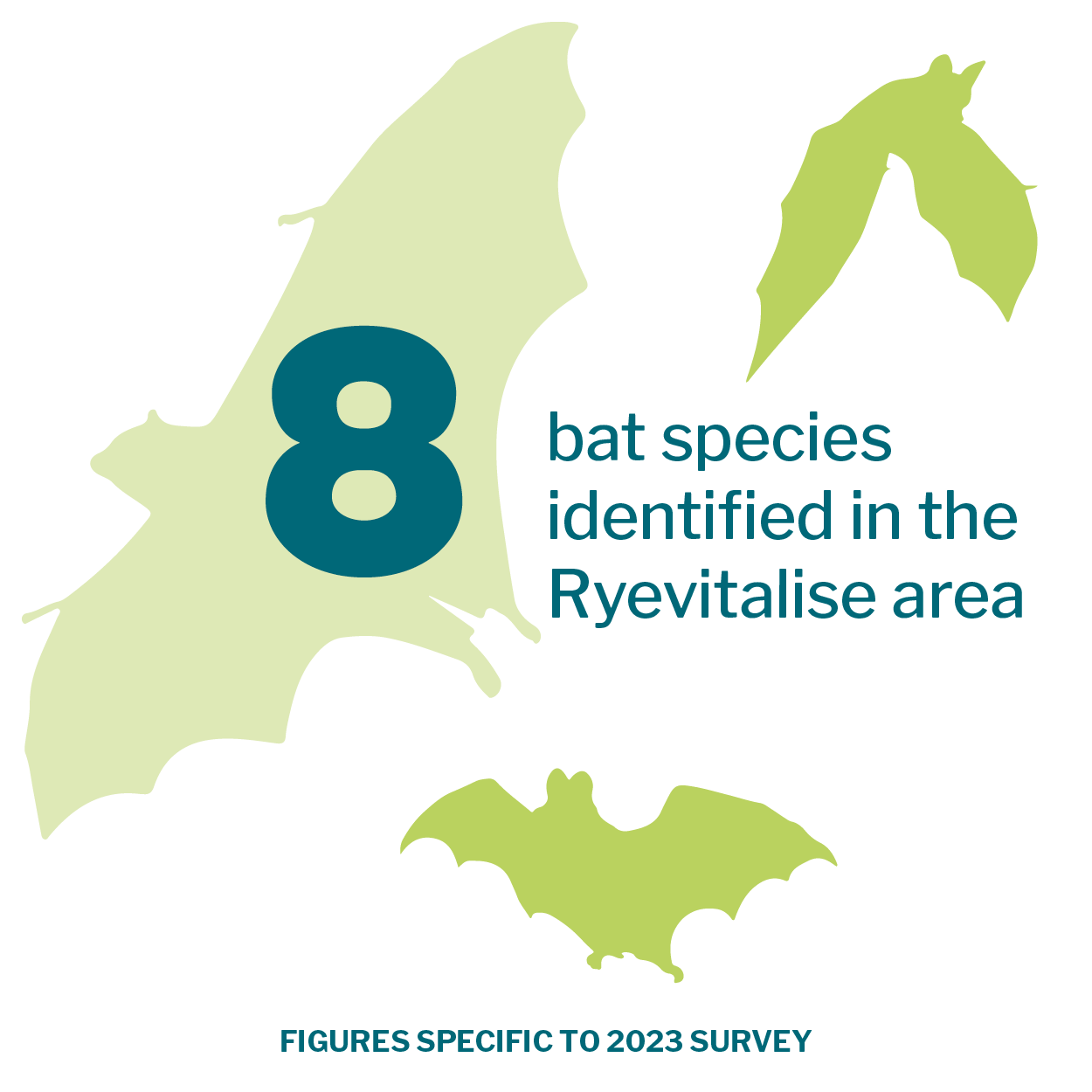 Bat infographic that reads '8 bat species identified in the Ryevitalise area. Figures specific to 2023 survey.