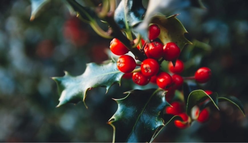A close up image of a holly bush with bright red berries