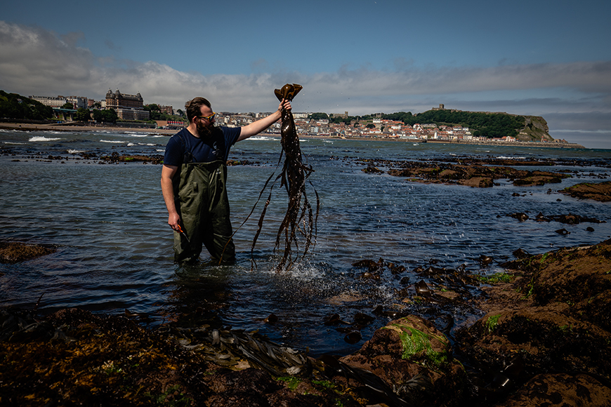 Man holding seaweed in shallow sea water by Ceri Oakes