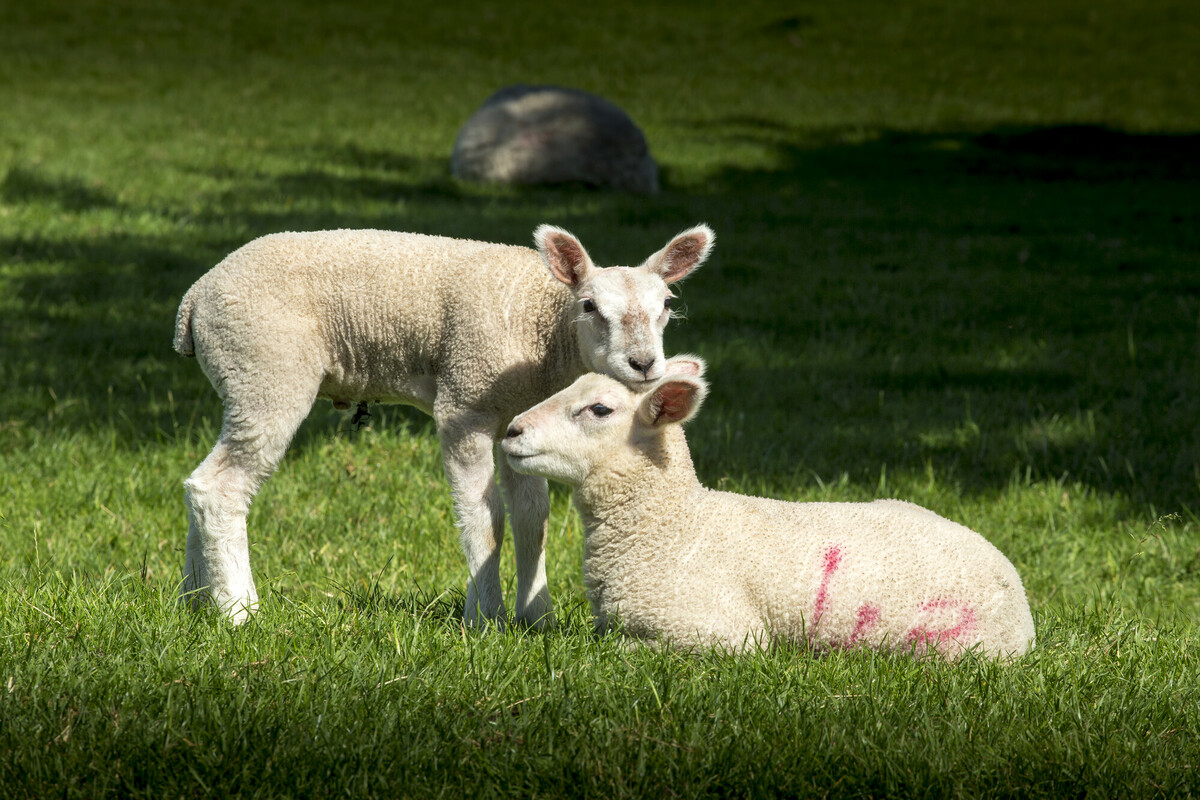 Lambs in the North York Moors. Credit Ebor Images.