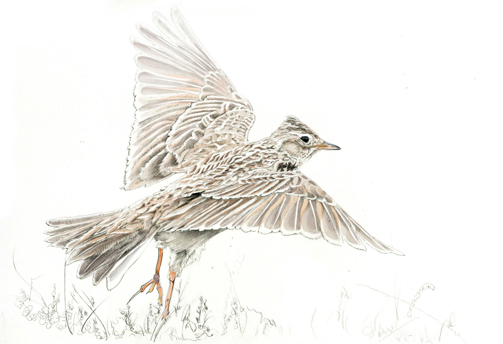 Skylark illustration by Nick Ellwood.