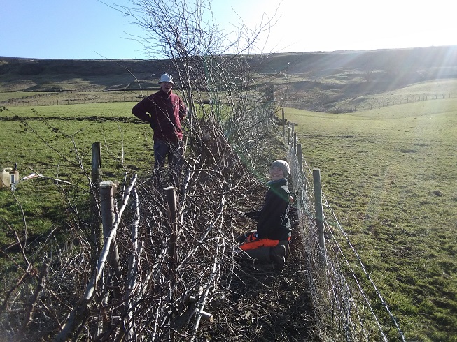 Traditional coppicing in the North York Moors