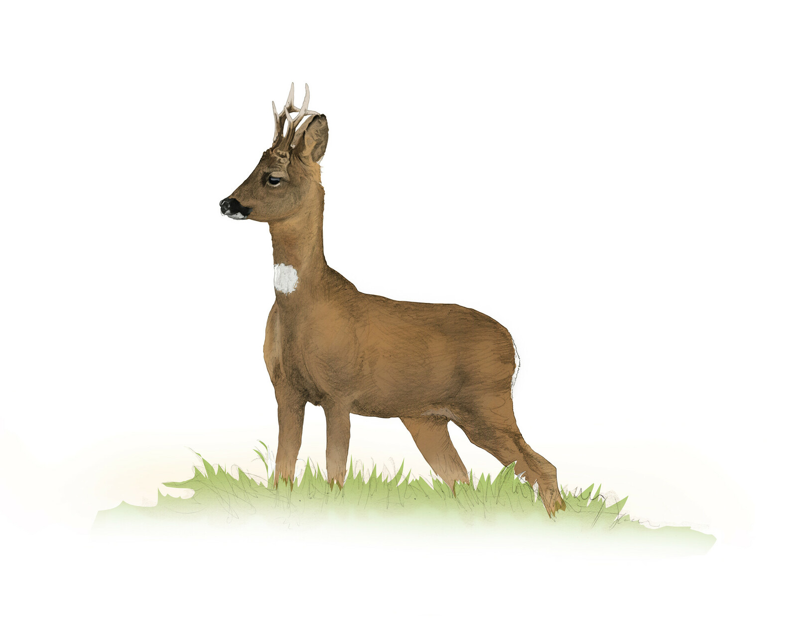 Roe deer illustration by Nick Ellwood.