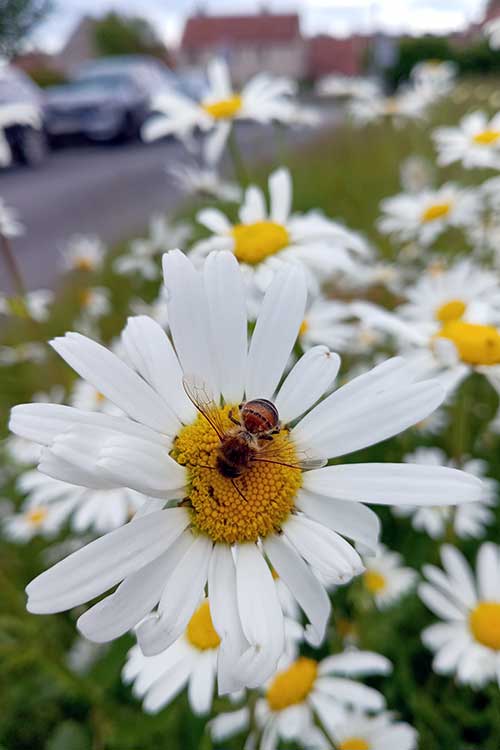 Close up of a bee on a white flower