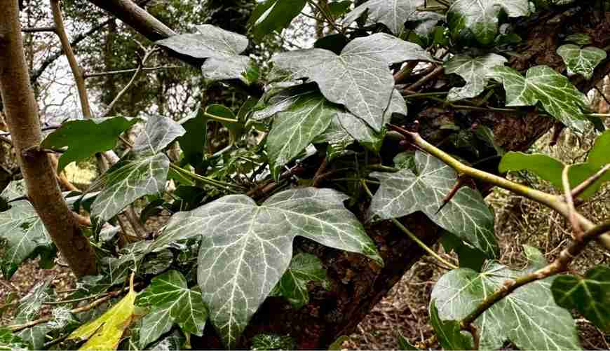 An image of ivy in a woodland setting