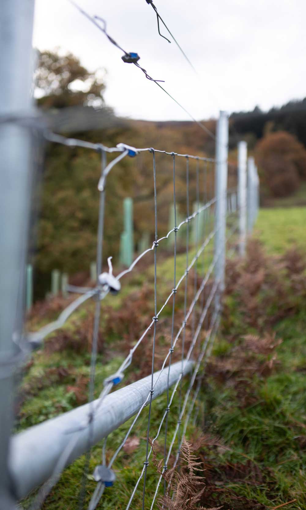 Newly installed metal fencing in a field. Credit Charlie Fox.