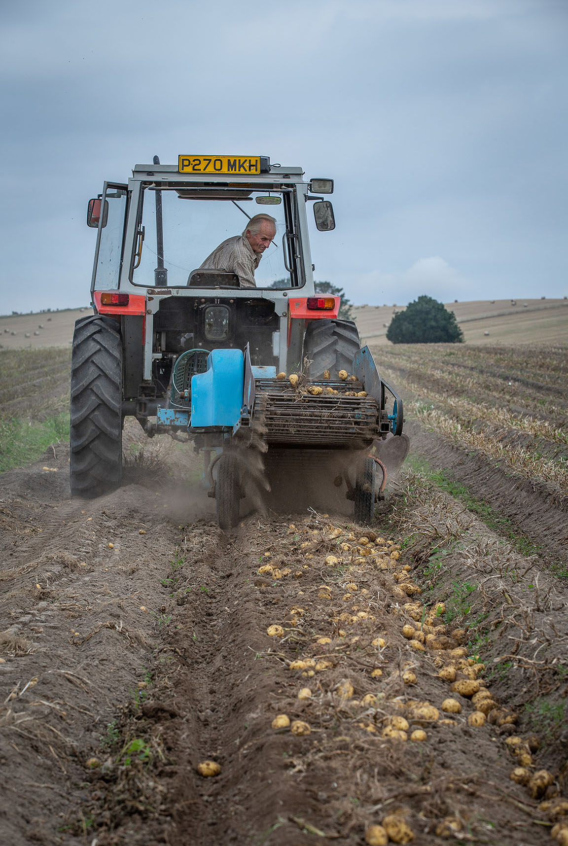 Man collecting potatoes in a tractor by Polly Baldwin