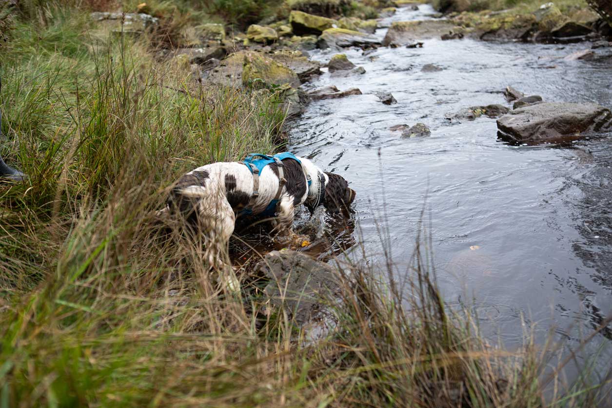 Reid (English Springer Spaniel) and water vole detection dog. Reid is on the edge of a river bank. Credit Charlie Fox.