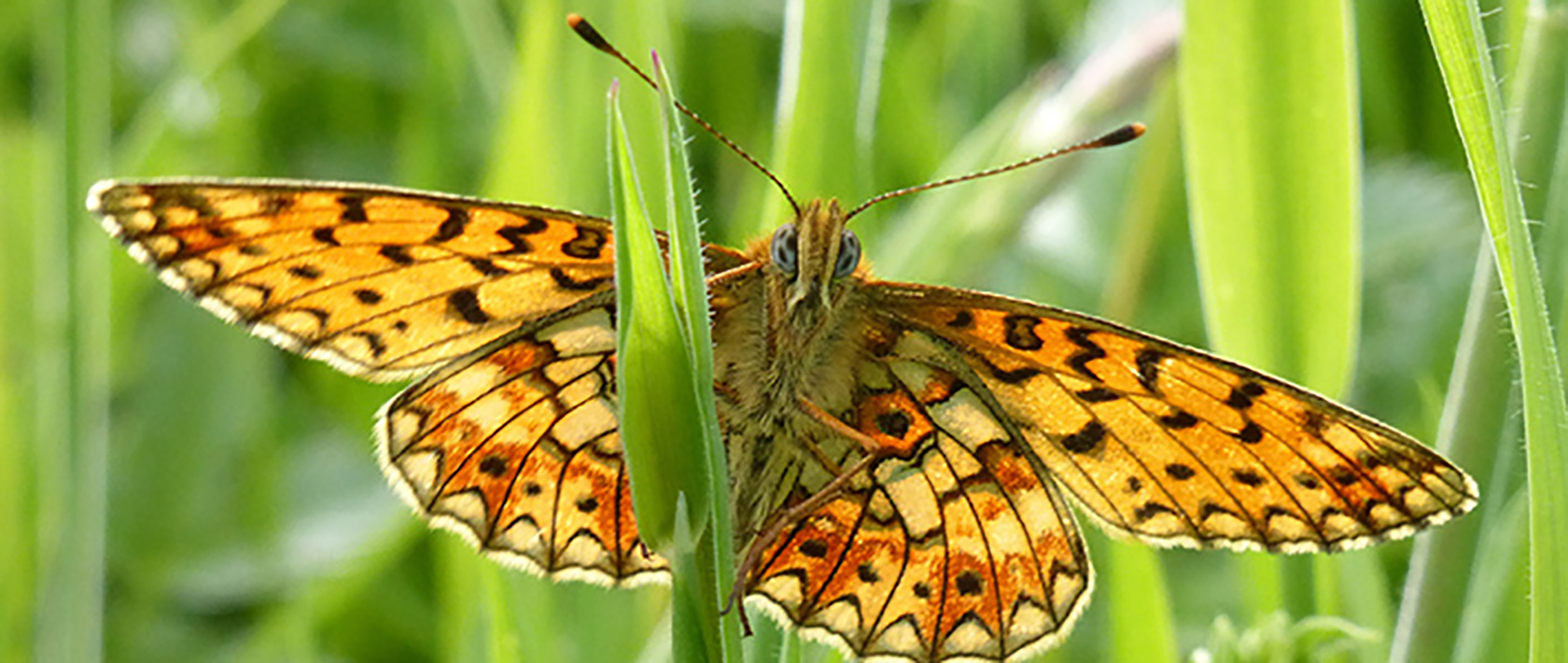 Small Pearl bordered fritillary by Tammy-Andrews