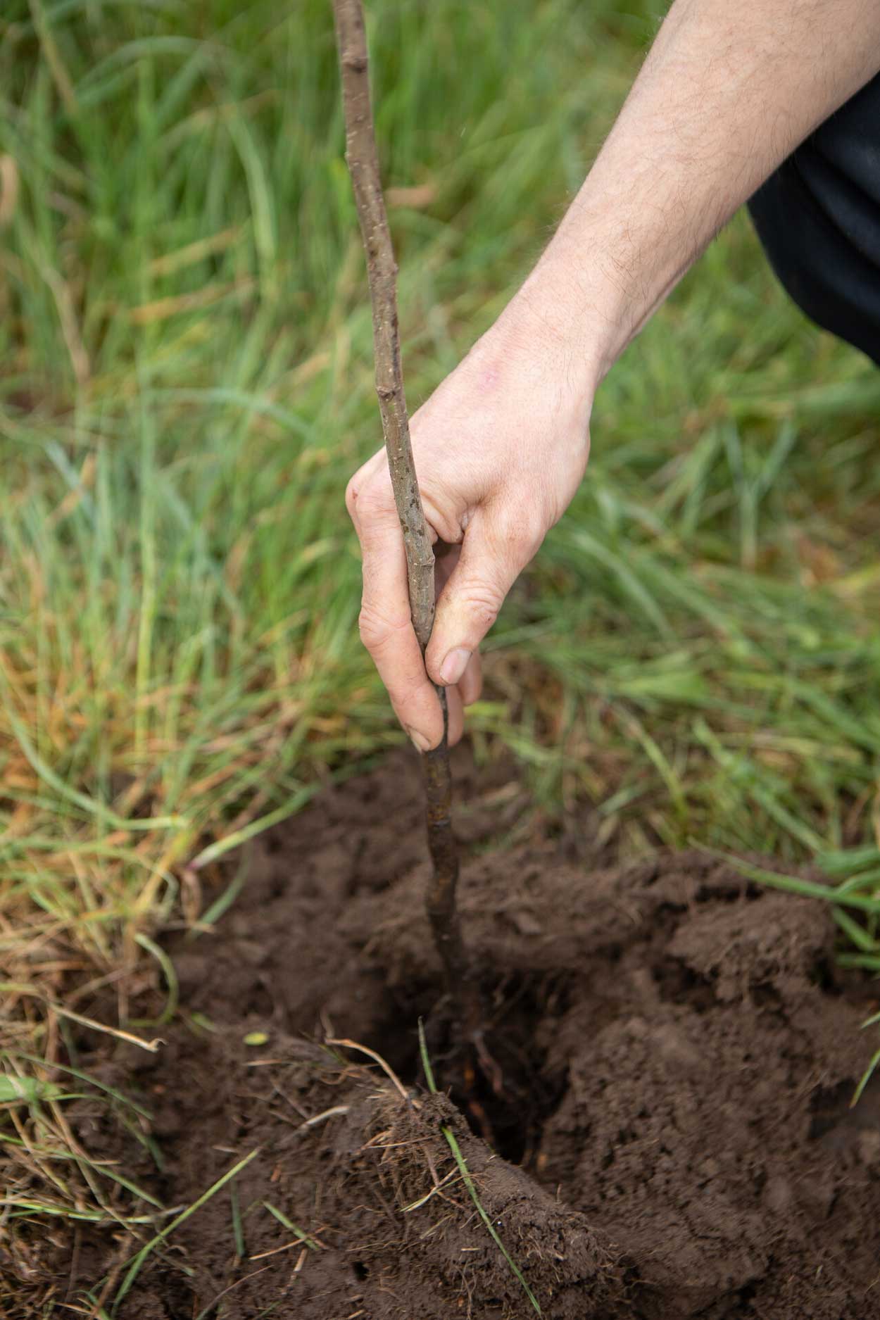 Close up of hand planting sapling in the ground. Credit Charlie Fox.
