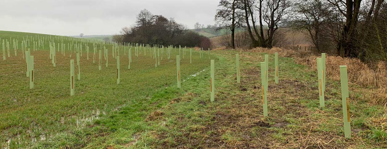 Photo showing a field with newly planted trees.