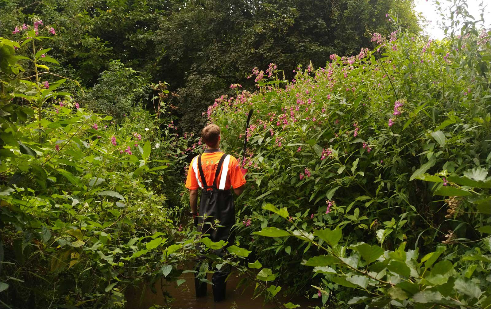 Male inspecting himalayan balsam along a river.