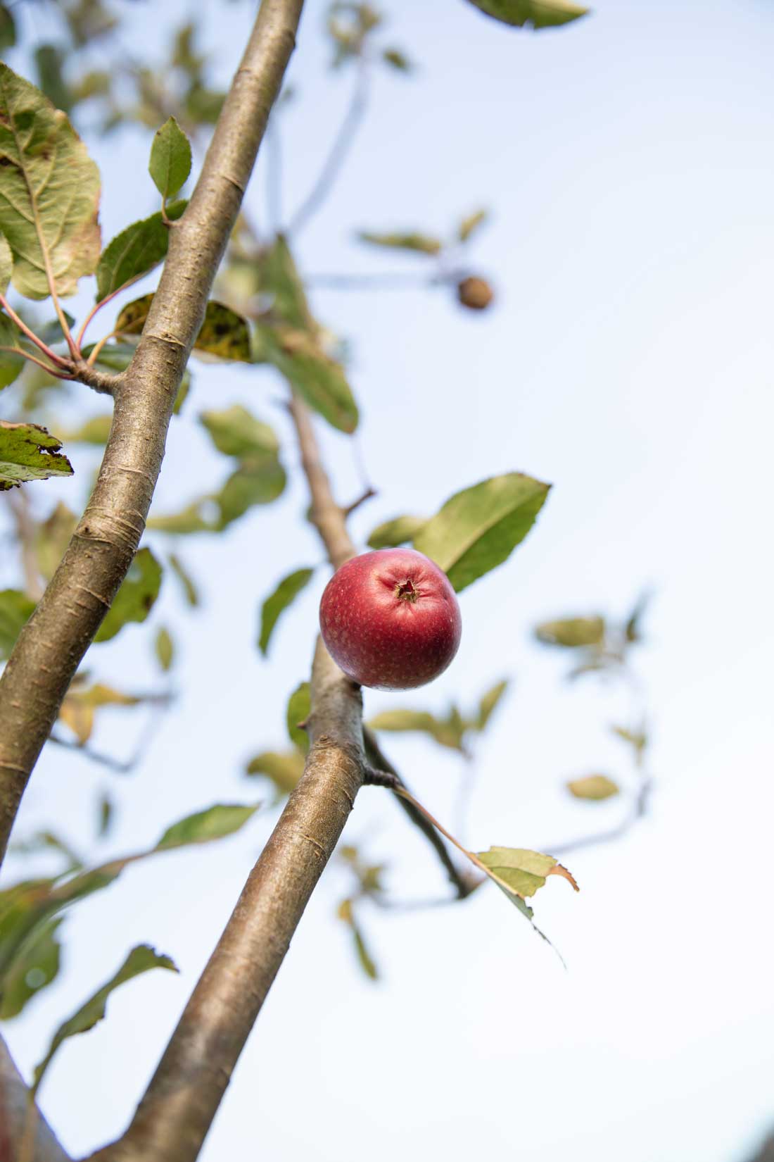 Close up of an apple on a tree. Credit Charlie Fox.