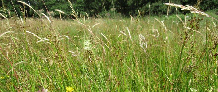 Species rich grassland