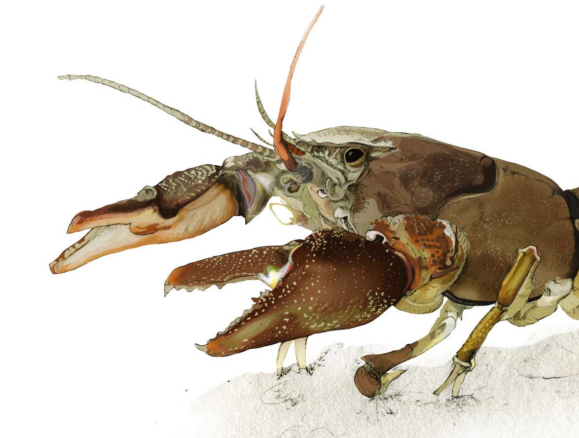 White-clawed crayfish illustration by Nick Ellwood.